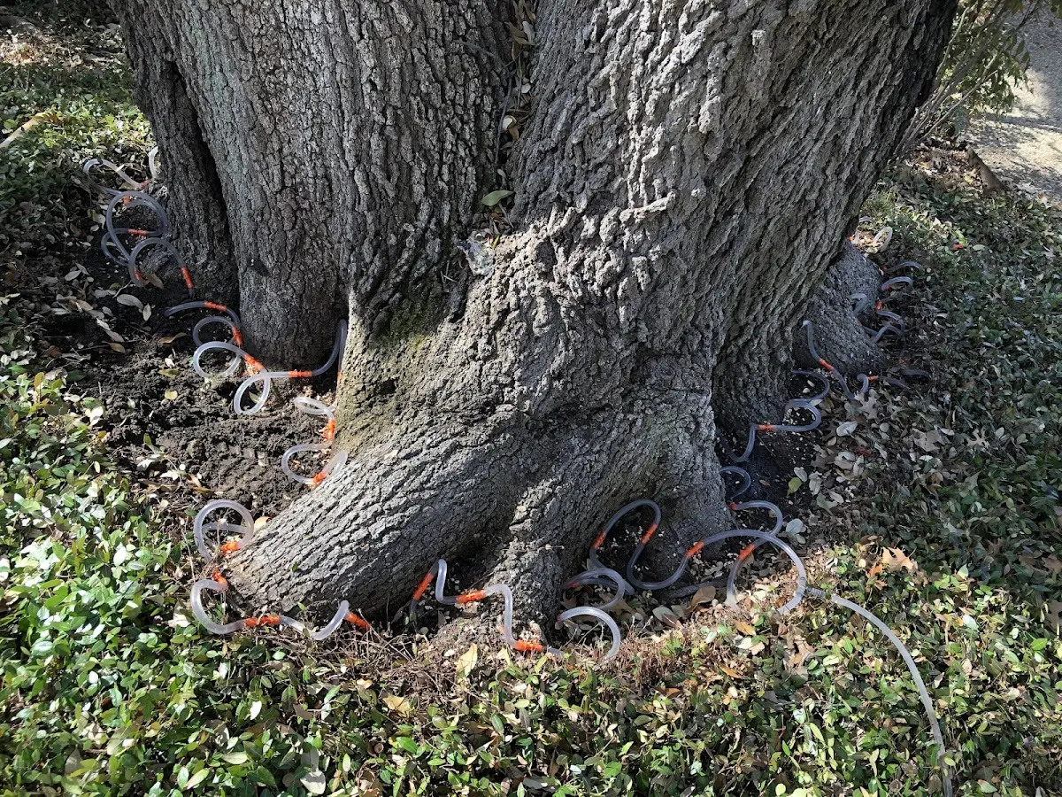 Detailed Tree Cabling and Bracing job site in Saint George